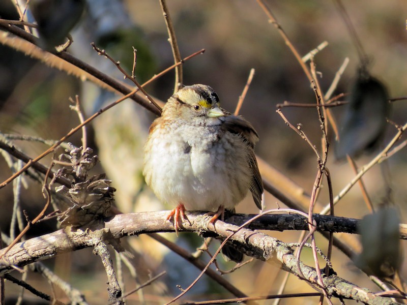 White-throated Sparrow - Dean Newhouse