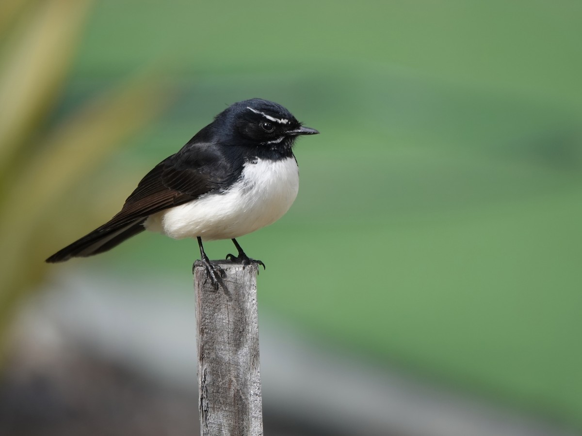 Willie-wagtail - ML474804661