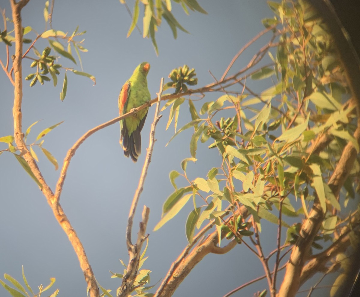 Red-winged Parrot - ML474805291