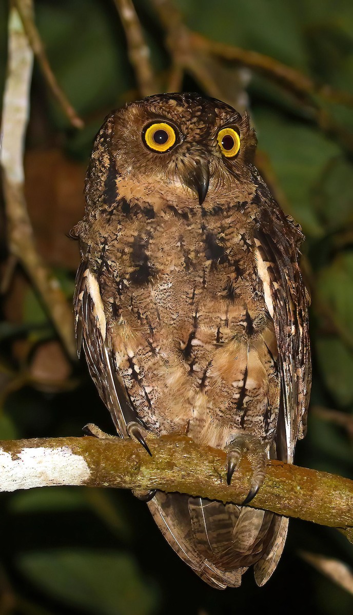 Seychelles Scops-Owl - ML474805731