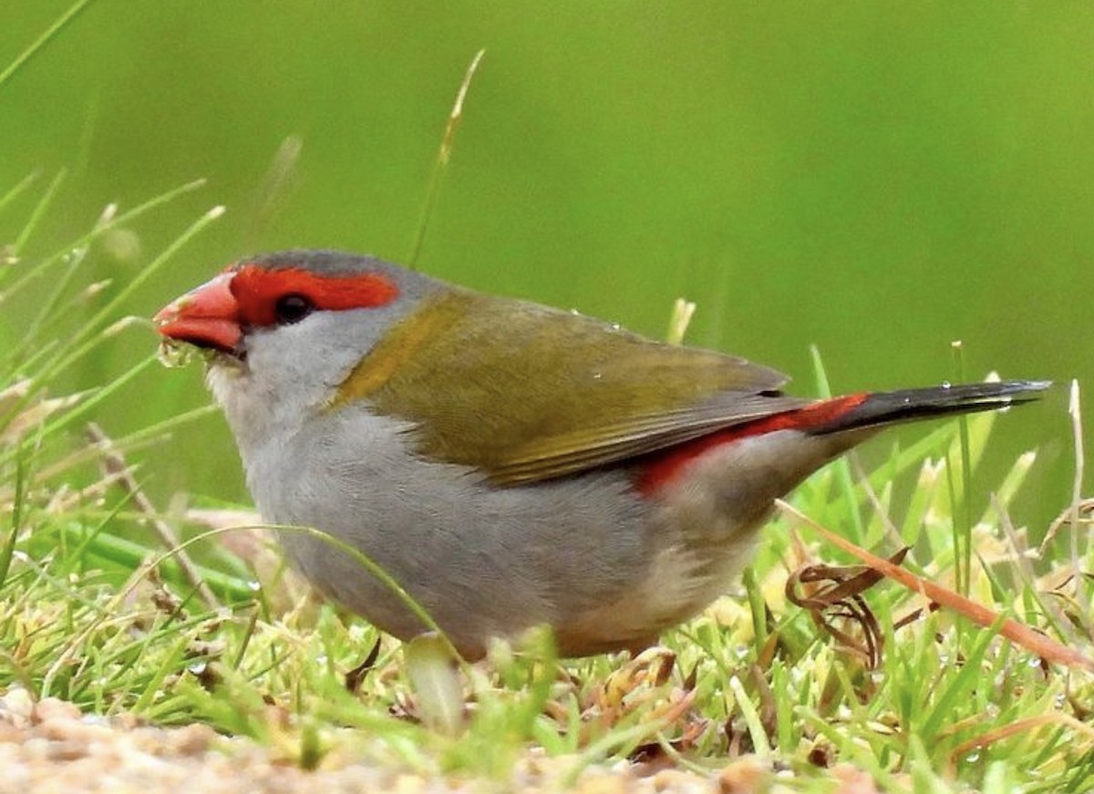 Red-browed Firetail - ML474812791