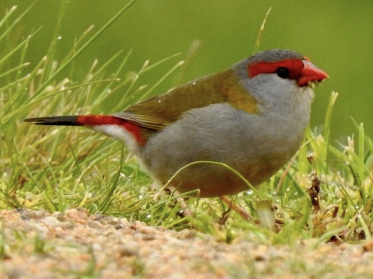 Red-browed Firetail - ML474812801