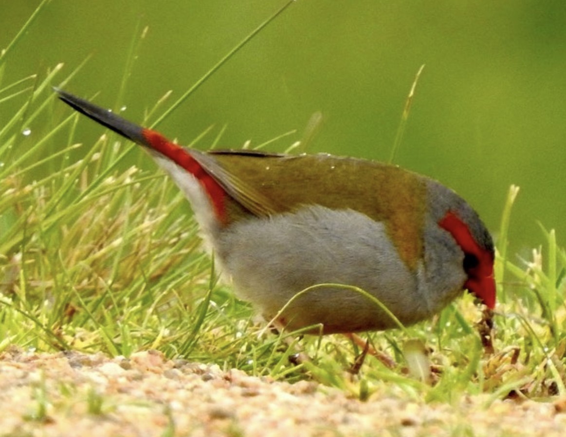 Red-browed Firetail - ML474812811