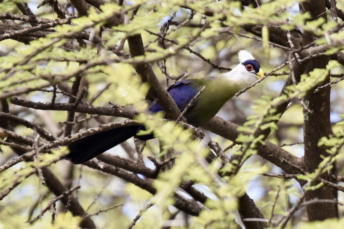 White-crested Turaco - ML474813871