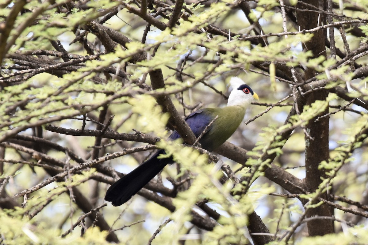 White-crested Turaco - ML474813891