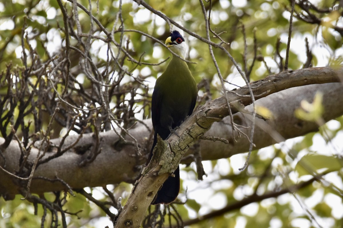 White-crested Turaco - ML474813901