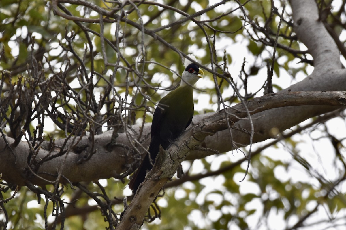 White-crested Turaco - ML474813921