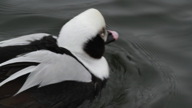Long-tailed Duck - ML474814