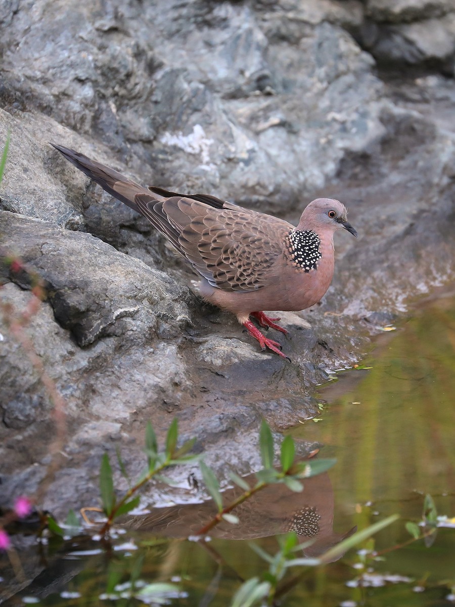 Spotted Dove - ML474814331