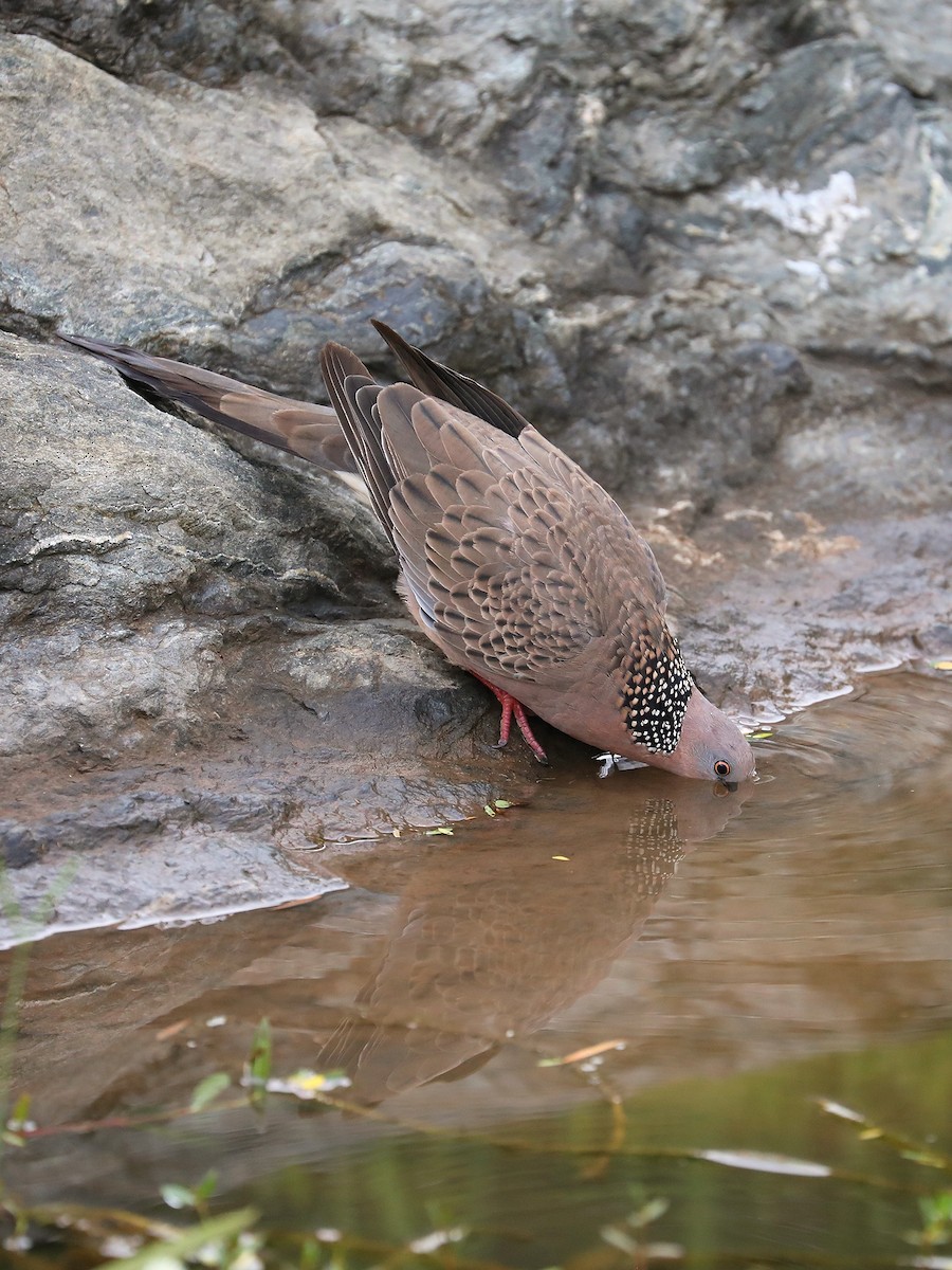 Spotted Dove - ML474814351