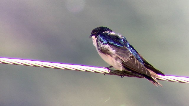 Blue-and-white Swallow - ML474814401