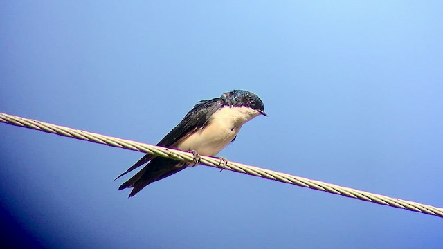 Blue-and-white Swallow - ML474814421