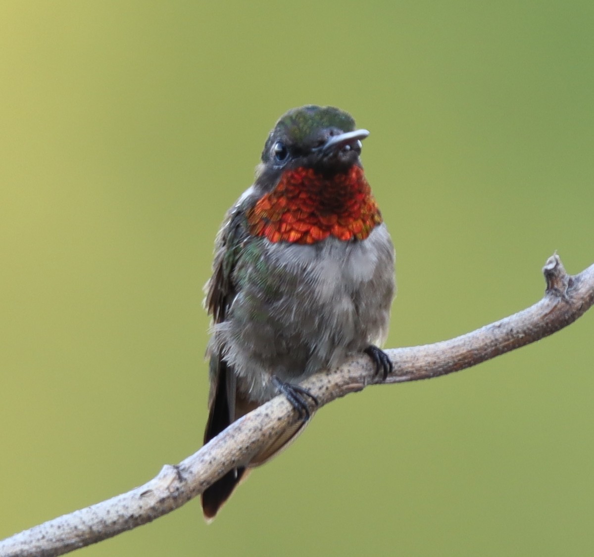 Ruby-throated Hummingbird - ML474817661