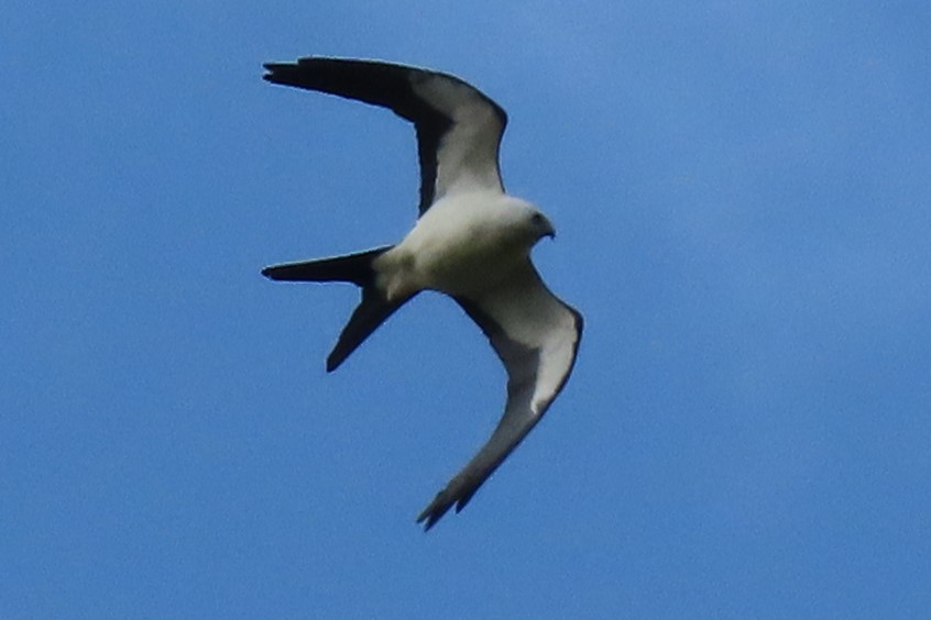 Swallow-tailed Kite - ML474818281