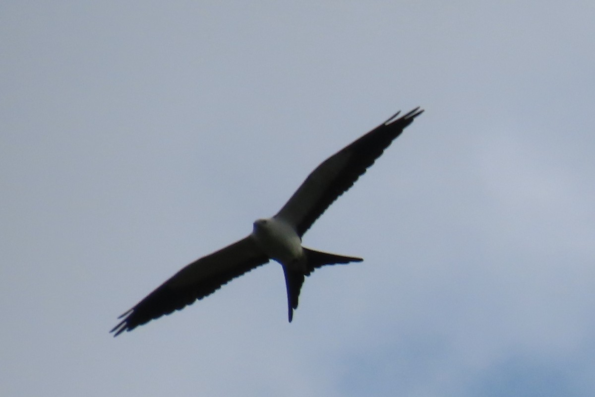Swallow-tailed Kite - ML474818301