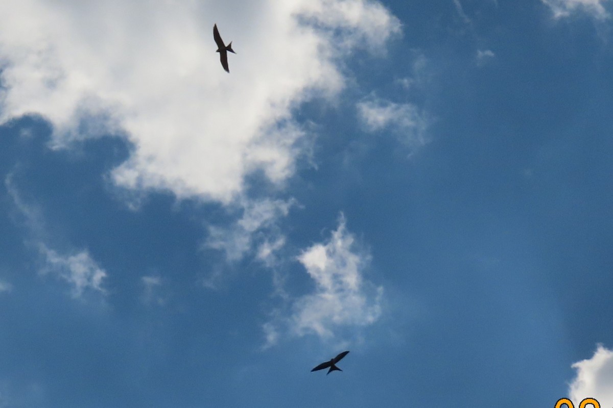 Swallow-tailed Kite - ML474818321