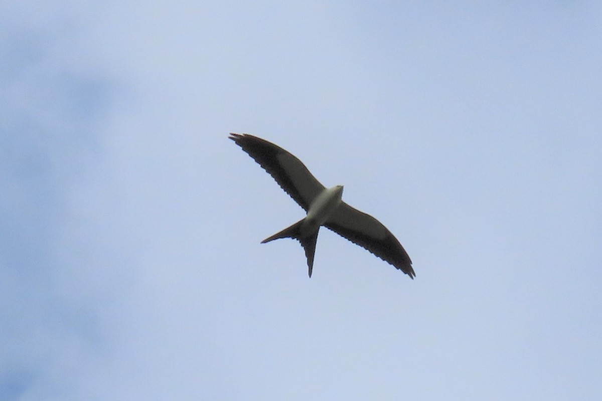 Swallow-tailed Kite - ML474818341