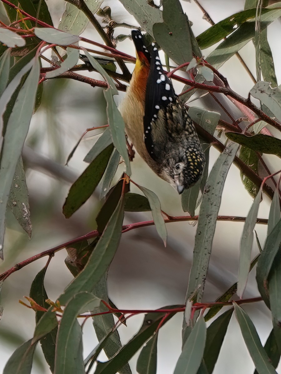 Spotted Pardalote - ML474819541