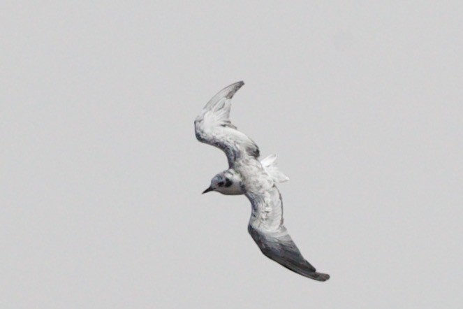 White-winged Tern - ML474820471