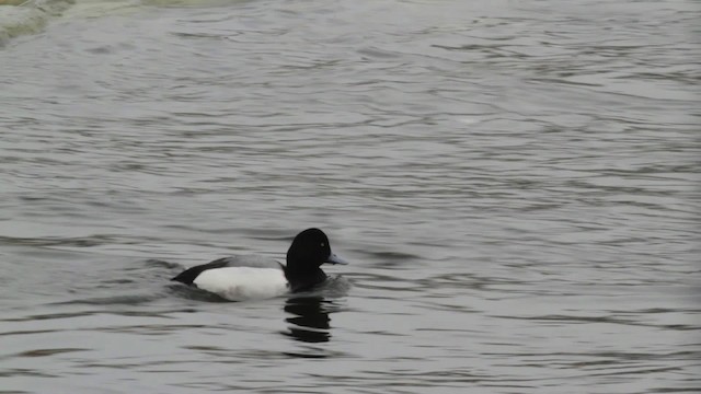 Greater Scaup - ML474825