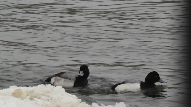 Greater Scaup - ML474826
