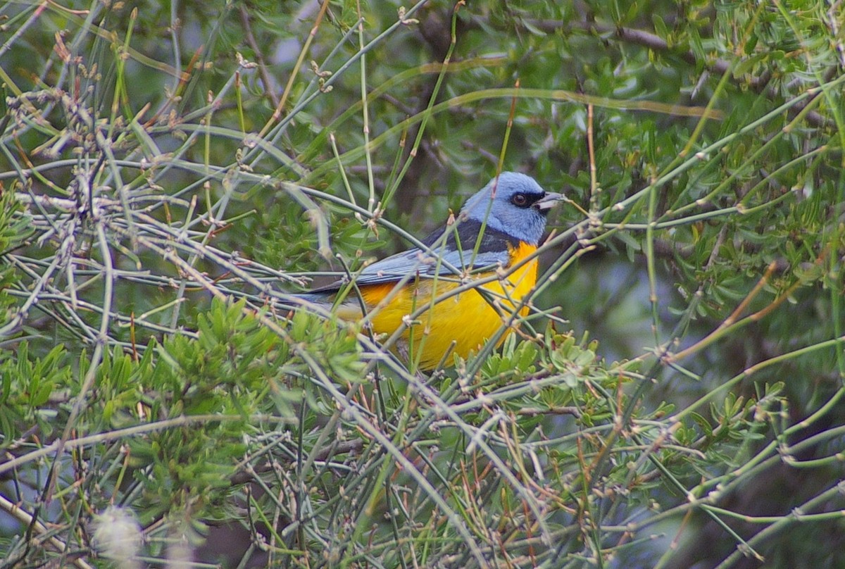 Blue-and-yellow Tanager - ML474827401