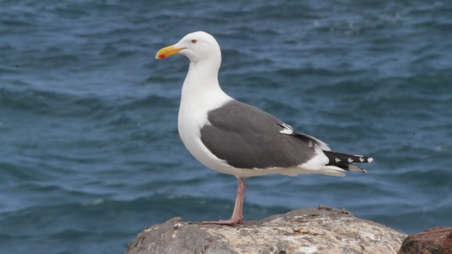  - Western Gull