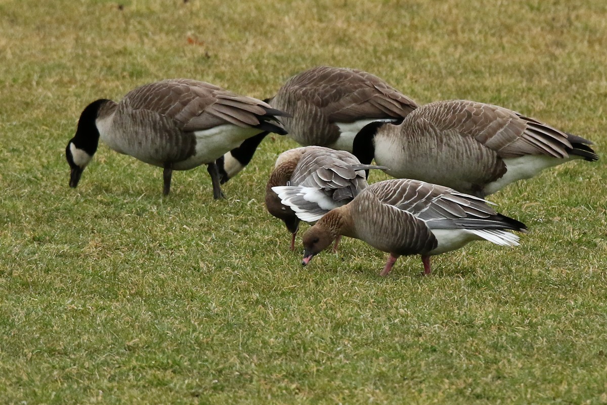 Pink-footed Goose - ML47483021