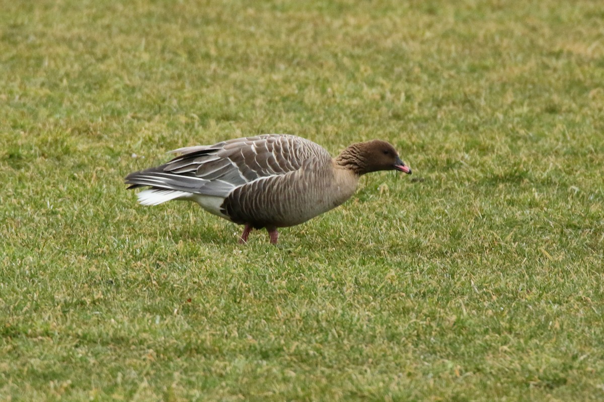 Pink-footed Goose - ML47483041