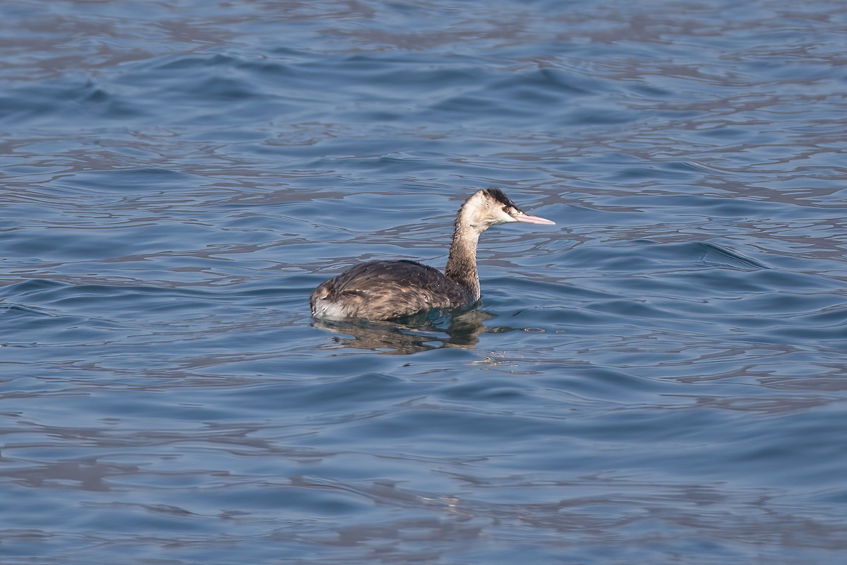 Great Crested Grebe - ML474833531