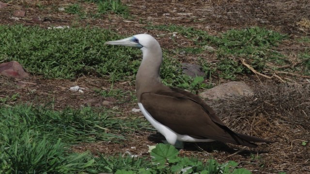 Brown Booby (Brewster's) - ML474836