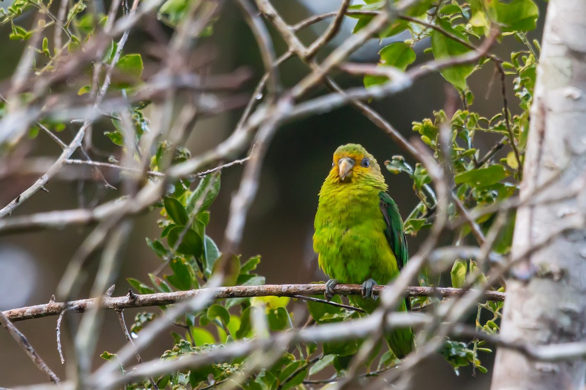 Golden-tailed Parrotlet - ML474836731