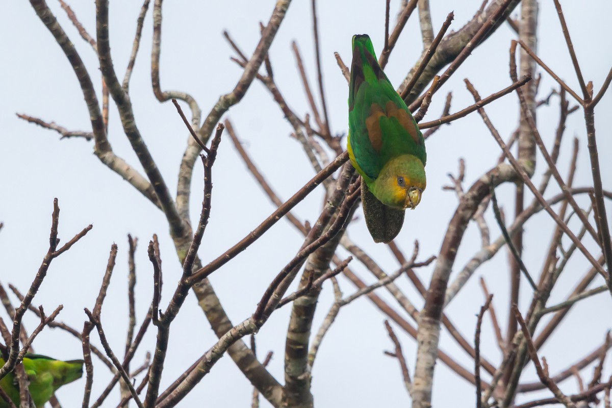 Golden-tailed Parrotlet - ML474836751