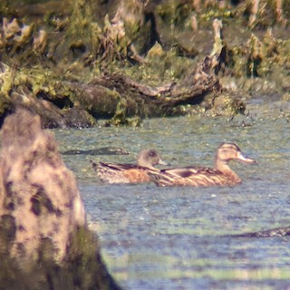 American Wigeon, ML474839421