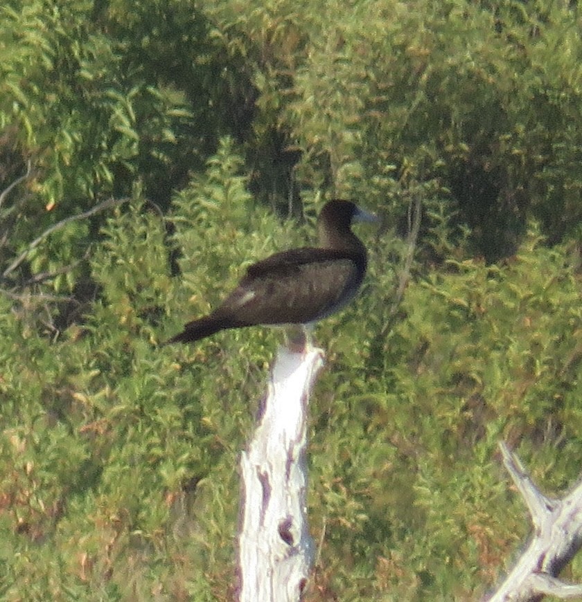 Brown Booby - ML474839901