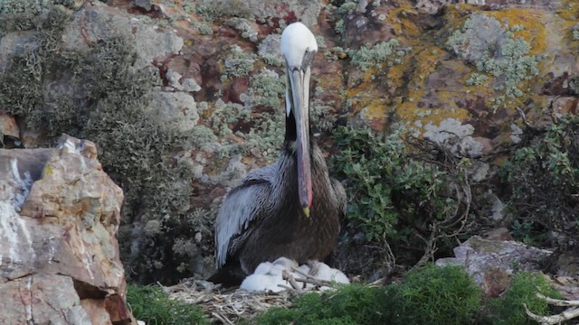 pelikán hnědý (ssp. californicus) - ML474841