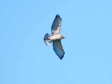 Broad-winged Hawk - Roger Horn