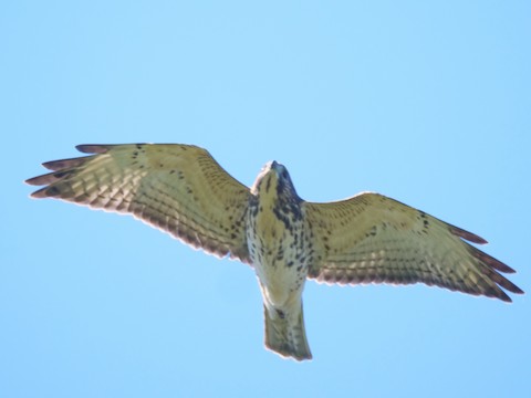 Broad-winged Hawk - Roger Horn