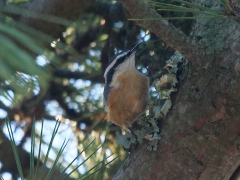 Red-breasted Nuthatch - Roger Horn