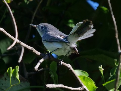 Blue-gray Gnatcatcher - Roger Horn