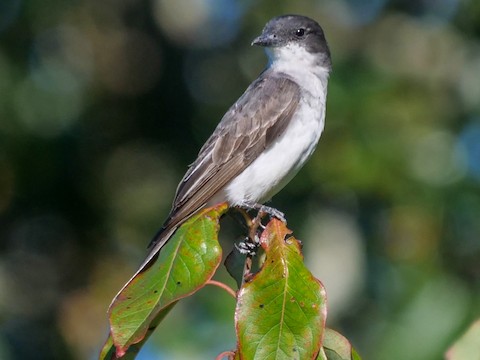 Eastern Kingbird - Roger Horn