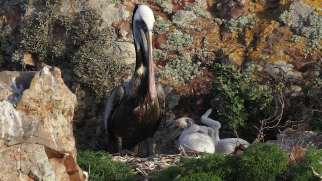 pelikán hnědý (ssp. californicus) - ML474844