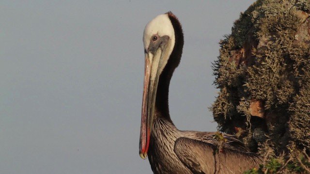 pelikán hnědý (ssp. californicus) - ML474845
