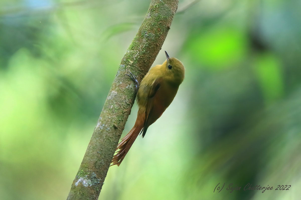 Olivaceous Woodcreeper - Sujan Chatterjee
