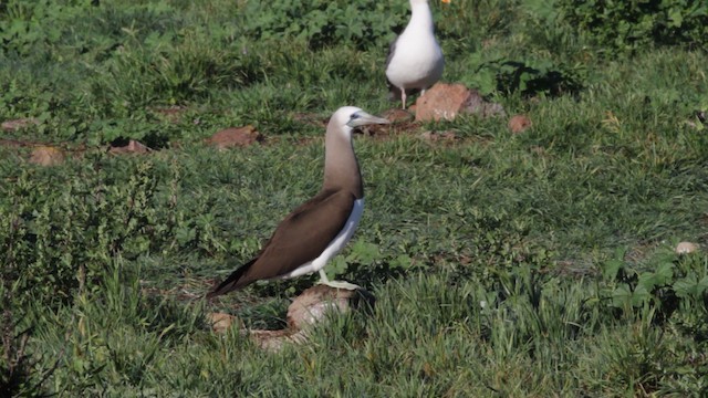  - Brown Booby (Brewster's)