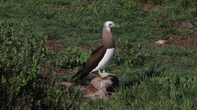 Brown Booby (Brewster's) - ML474852