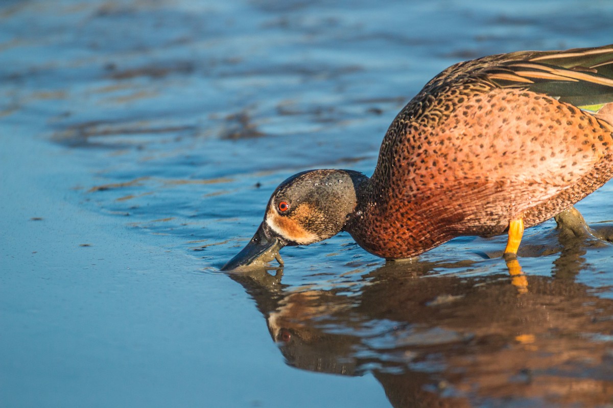 Blue-winged Teal - ML474852671