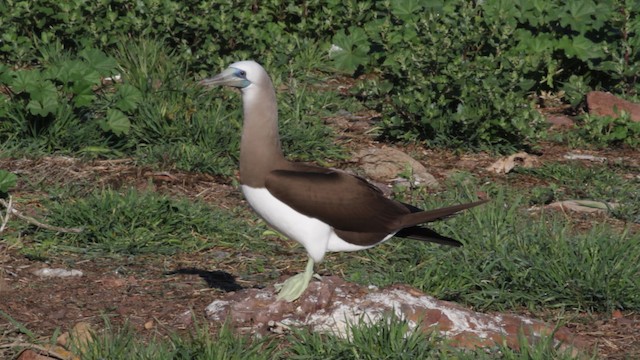 Brown Booby (Brewster's) - ML474854