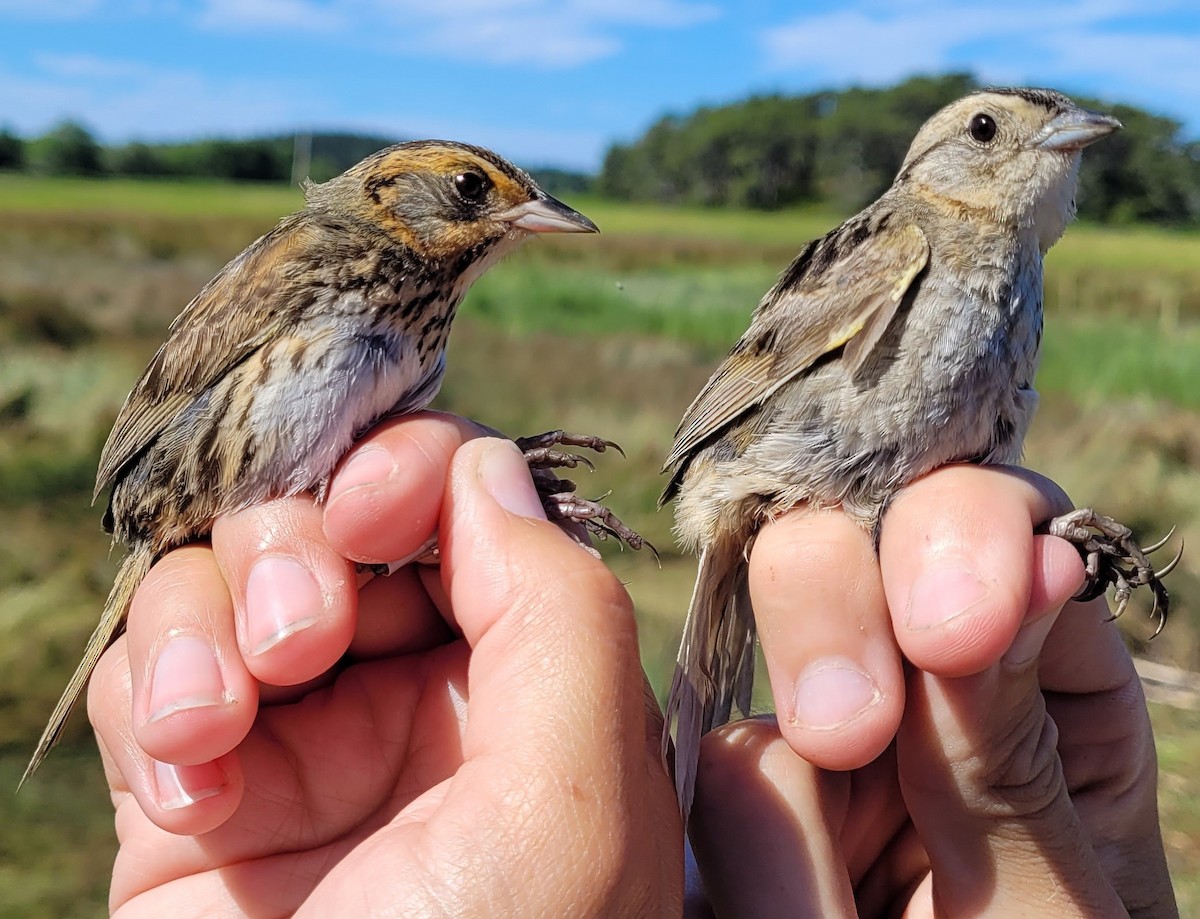 ml474855091-saltmarsh-sparrow-macaulay-library