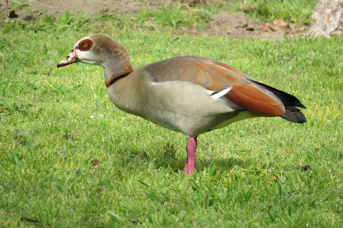 Egyptian Goose - Myron Gerhard